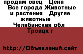  продам овец › Цена ­ 100 - Все города Животные и растения » Другие животные   . Челябинская обл.,Троицк г.